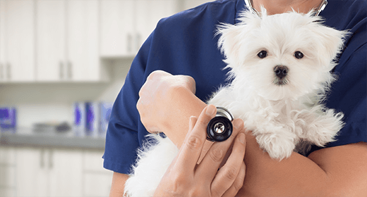Puppy Basics: Spaying and Neutering