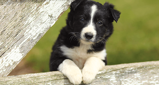 Nutrition for Medium-Breed Puppies-mobile