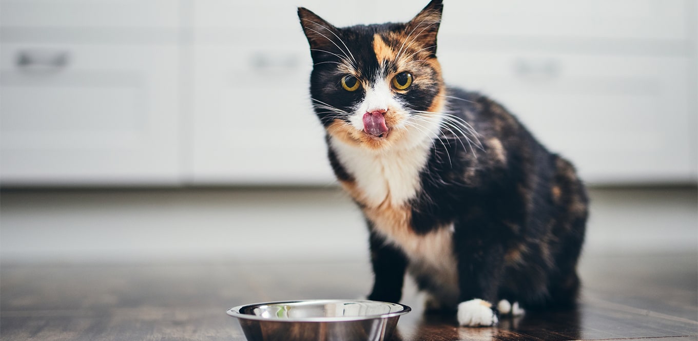 calico cat licking her mouth while feeding on her cat food