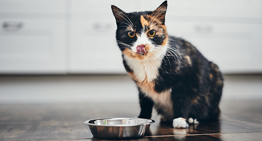 How Nutrition Can Help Manage Your Cat’s Hairballs